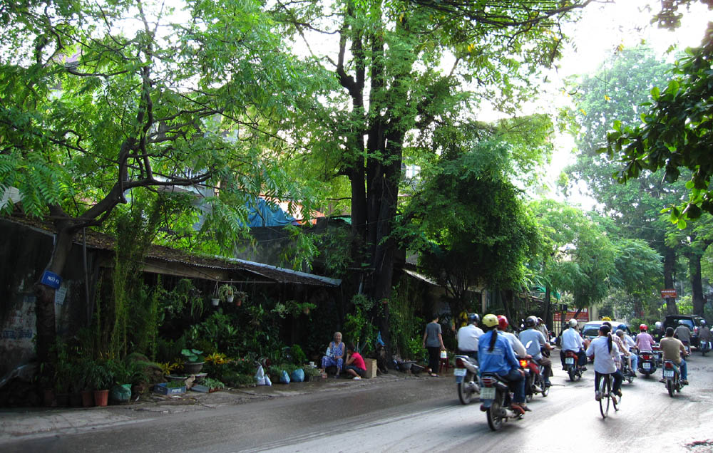 phố ho&agrave;ng hoa th&aacute;m